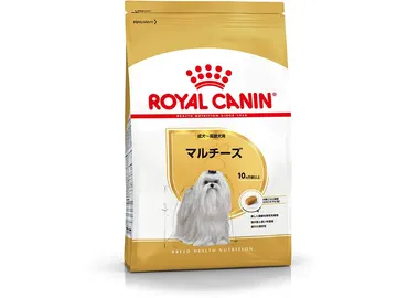 マルチーズ 成犬~高齢