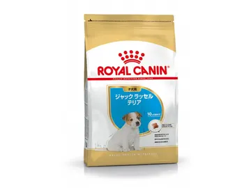 【マイ ロイヤルカナン限定】 ジャック ラッセル テリア 子
